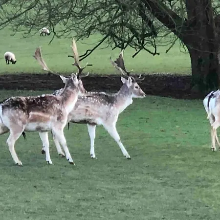 Tatil Evi Watersedge Retreat, Views, Sunsets, Dogs Welcome *